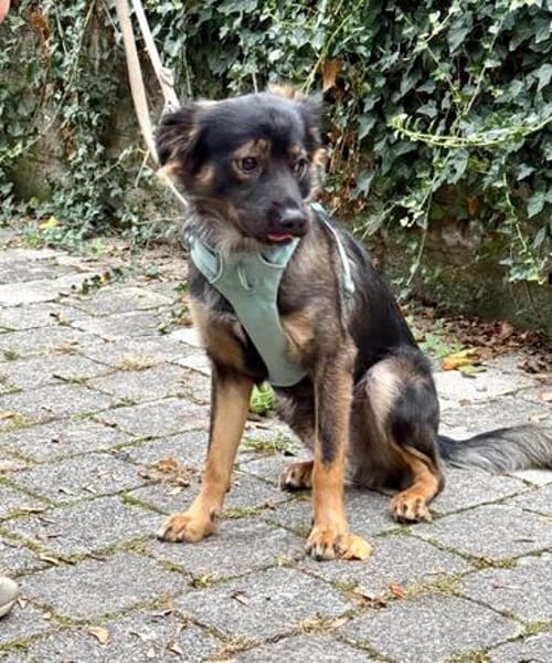 Der hübsche Moritz sucht ein neues Zuhause!