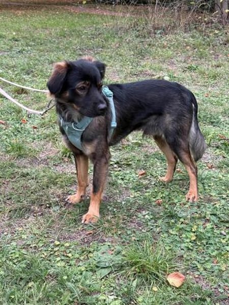 Der hübsche Moritz sucht ein neues Zuhause!