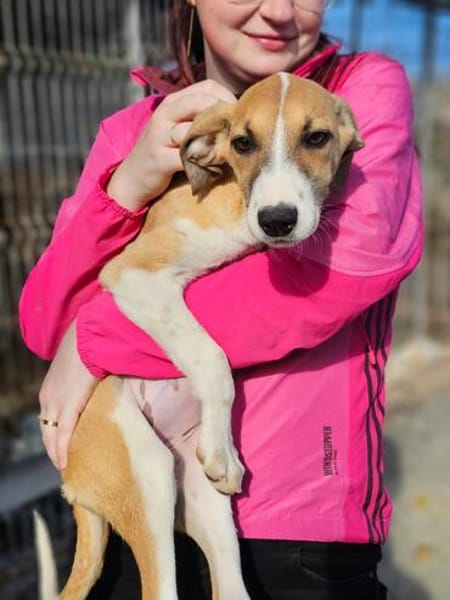 Liebes Windhund Mix Mädel sucht Familie