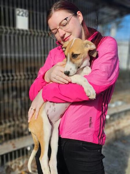 Liebes Windhund Mix Mädel sucht Familie