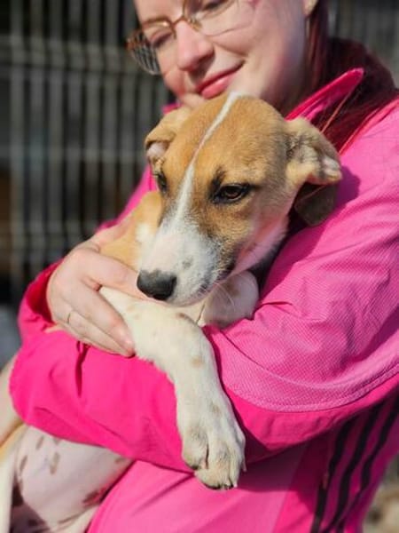 Liebes Windhund Mix Mädel sucht Familie