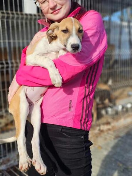 Liebes Windhund Mix Mädel sucht Familie