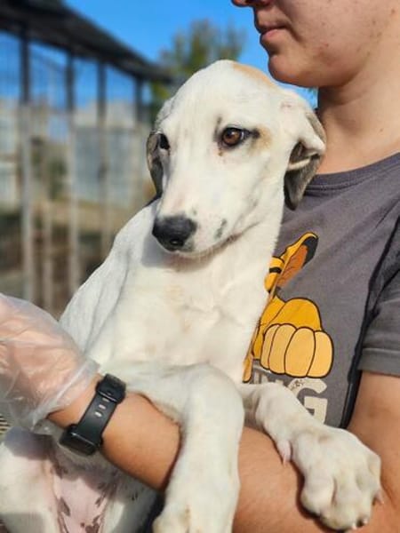 Zarte Caluna sucht ihre Familie