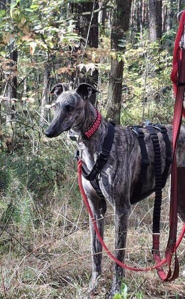 wunderschöne rumänische Windhündin sucht ihre Familie
