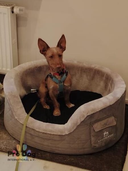 Ella auf Pflegestelle