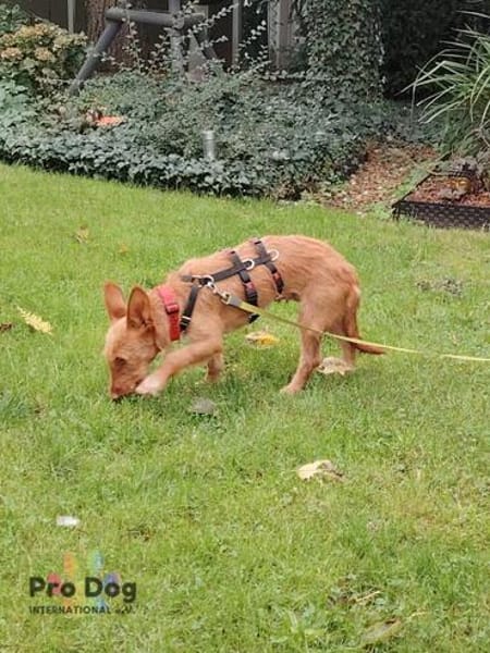Ella auf Pflegestelle