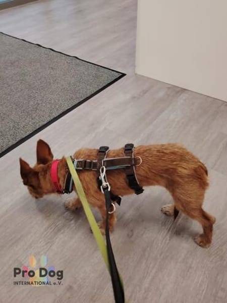 Ella auf Pflegestelle