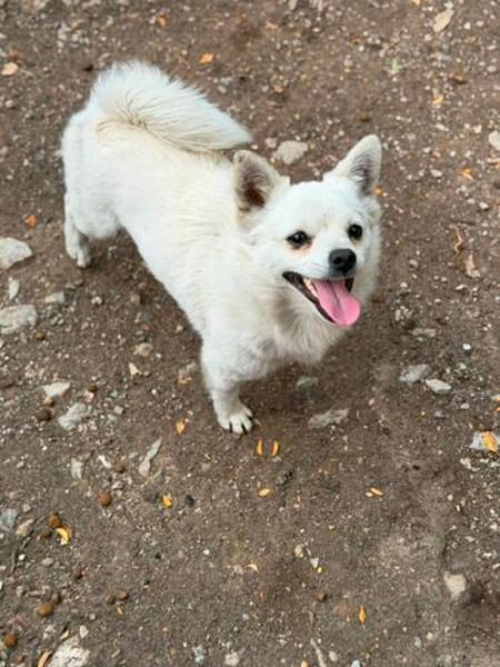 Kleiner Herzensbrecher Ollie