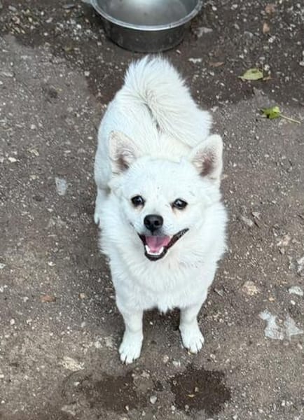 Kleiner Herzensbrecher Ollie