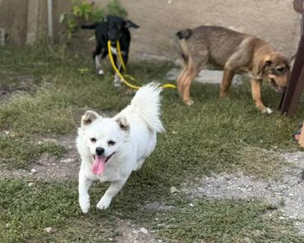 Kleiner Herzensbrecher Ollie