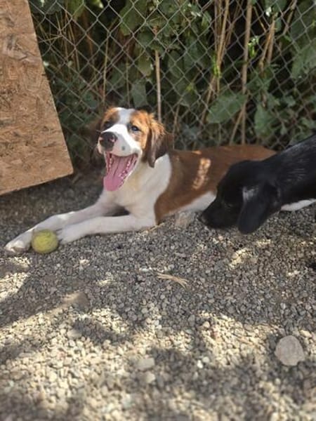 Lola - sucht liebevolle Familie für immer - bist du es ?