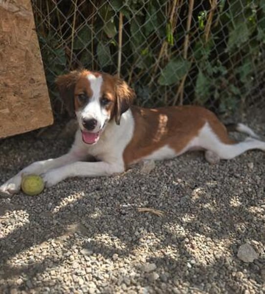 Lola - sucht liebevolle Familie für immer - bist du es ?