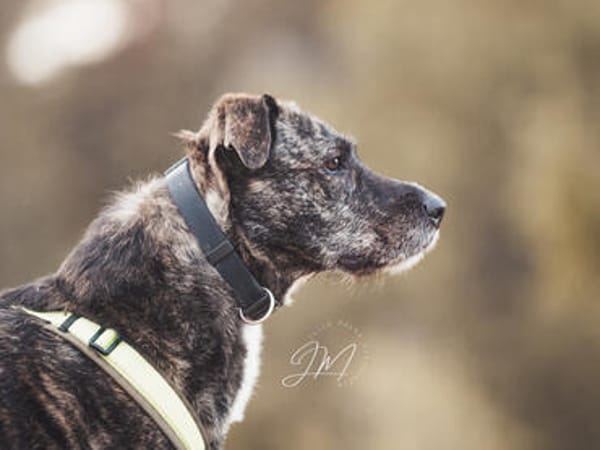 Nano sucht passende Familie
