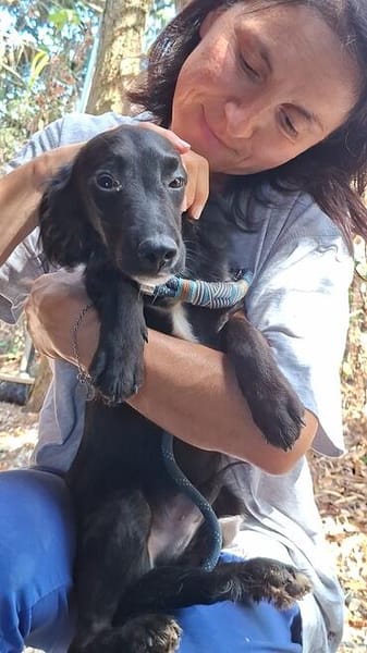 Pip 😍ruhiger aufmerksamer Cocker-Mix auf PS in München