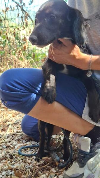 Pip 😍ruhiger aufmerksamer Cocker-Mix auf PS in München