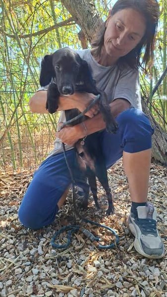 Pip 😍ruhiger aufmerksamer Cocker-Mix auf PS in München