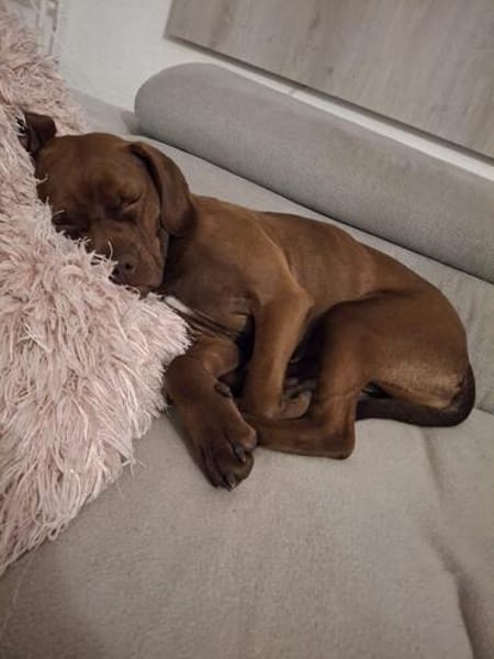 🐾 Traumhündin Ginger sucht ihr Für-immer-Zuhause