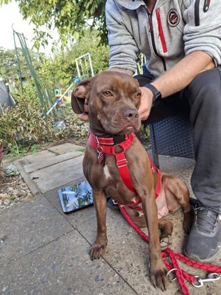 🐾 Traumhündin Ginger sucht ihr Für-immer-Zuhause