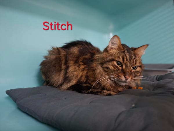 STITCH