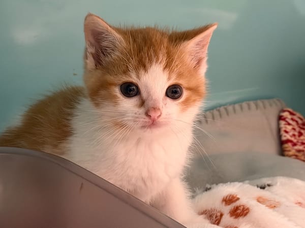 BUTTERNUT