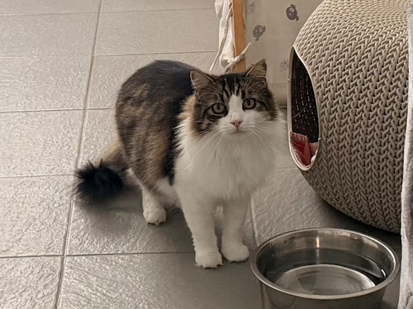 TOTOCHE (chat sauvage)