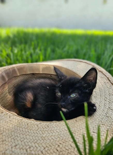 FELICIA