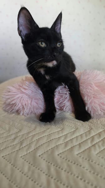 FELICIA