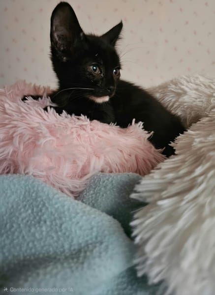 FELICIA