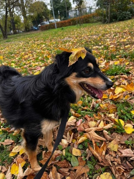 Koki