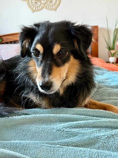 Koki