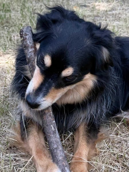 Koki