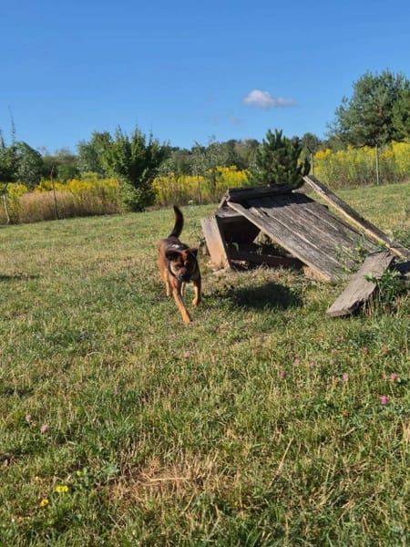 Rambuś