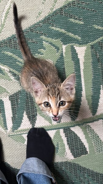 Cali
