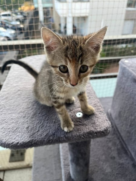 Cali