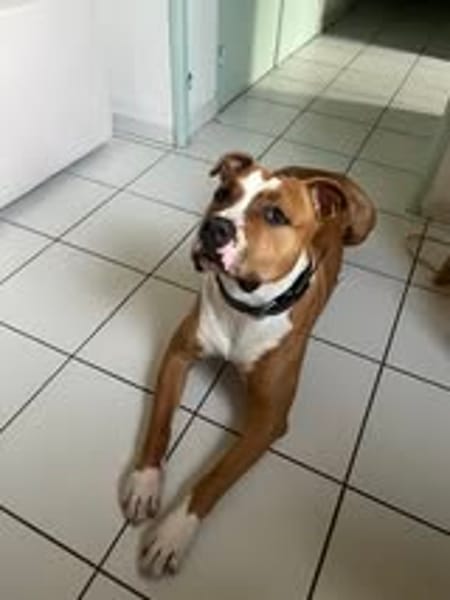 ARES