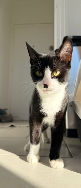 LOKI