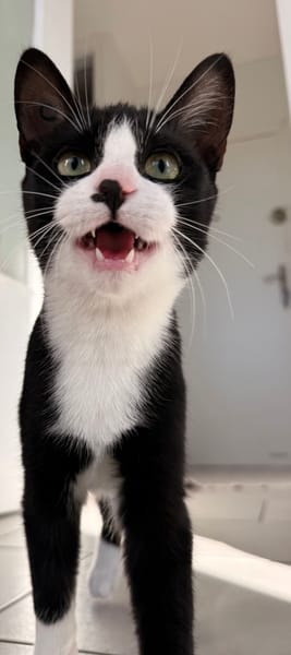 LOKI