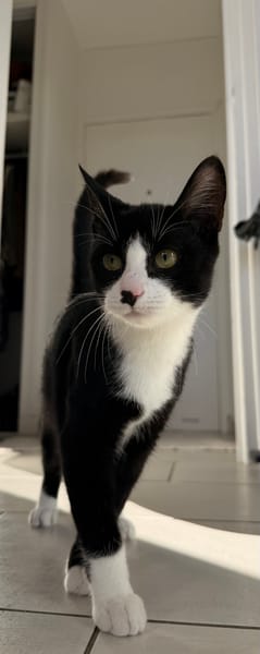 LOKI
