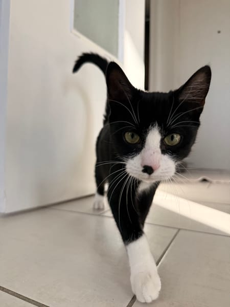 LOKI