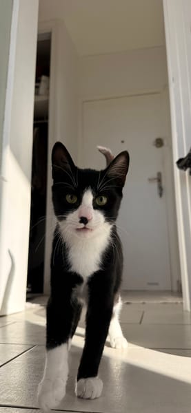 LOKI