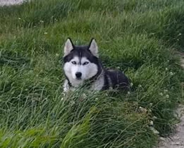 MAYA