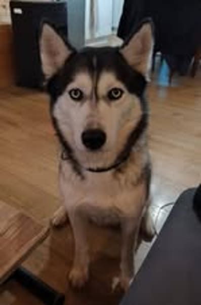 MAYA