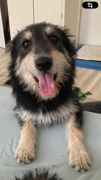 ❤ Aktive Herzenshündin sucht ihr Für-immer-Zuhause! 🐾