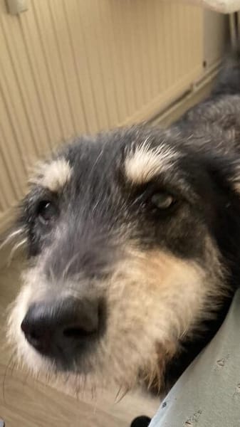 ❤ Aktive Herzenshündin sucht ihr Für-immer-Zuhause! 🐾