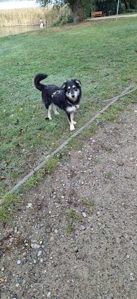 ❤ Aktive Herzenshündin sucht ihr Für-immer-Zuhause! 🐾