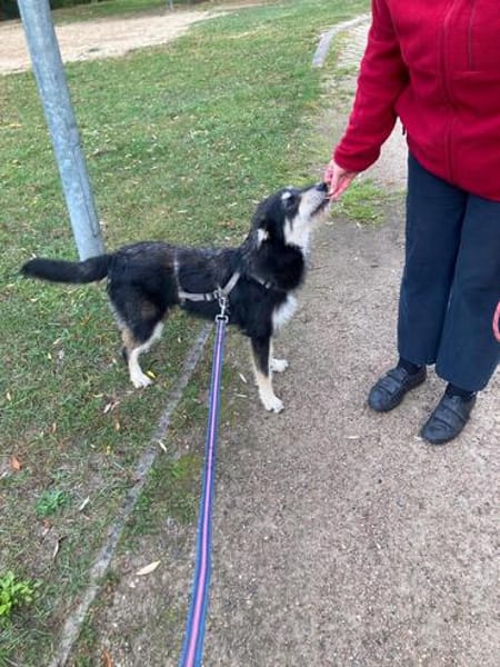 ❤ Aktive Herzenshündin sucht ihr Für-immer-Zuhause! 🐾