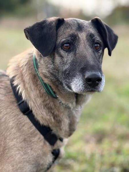 Kiro  ein großer Schatz mit einem noch größeren Herzen