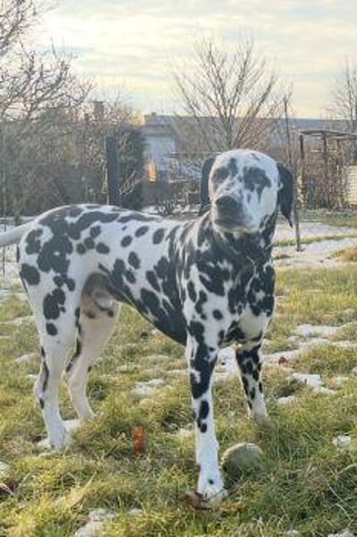 Loui sucht ein Zuhause/Pflegestelle
