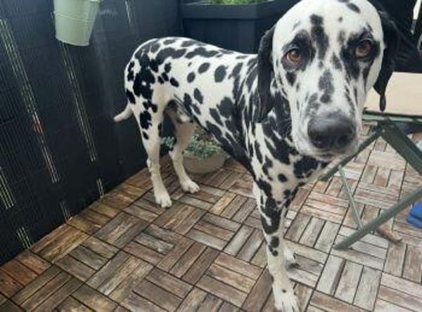 Loui sucht ein Zuhause/Pflegestelle