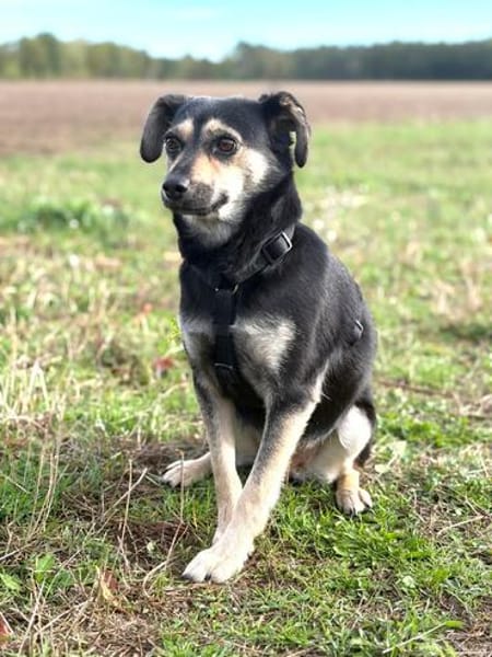 Maya  eine kleine Herzenshündin sucht ihr großes Glück